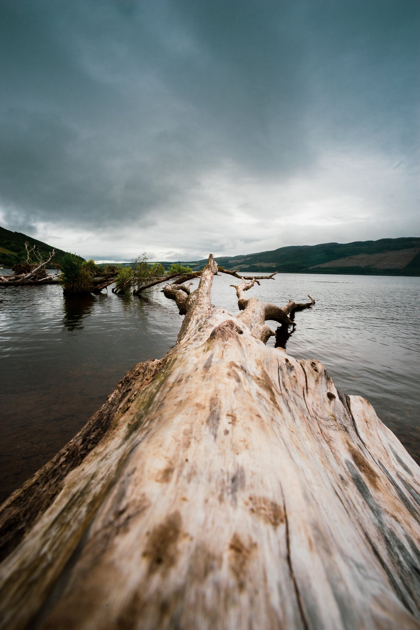 A.AP Scotland Tree