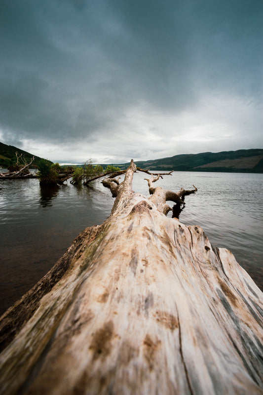 A.AP Scotland Tree