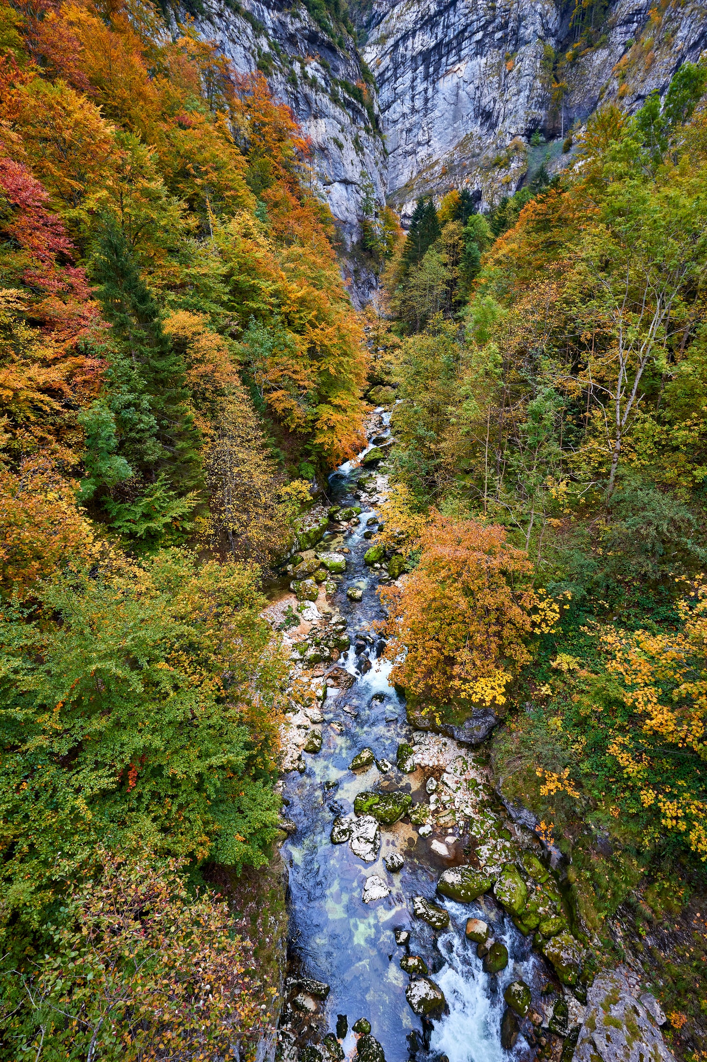 A.AP River Forest